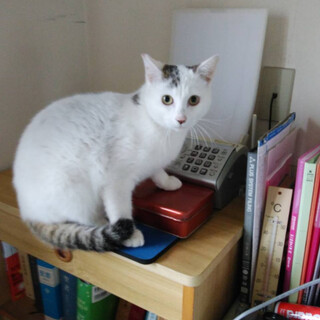 白キジのまるクン６ヶ月★順調に育っています！