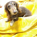 甘えん坊なカニンヘンダックス　ねおんちゃん