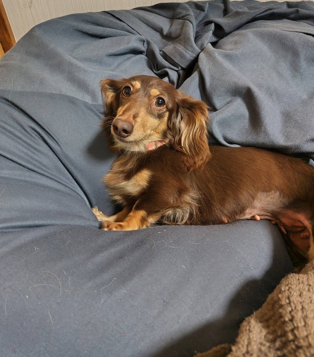 「甘えん坊なカニンヘンダッ...」神奈川県 犬の里親募集(485921) 2枚目の画像 ペットのおうち【里親決定25万頭！】