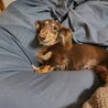甘えん坊なカニンヘンダックス　ねおんちゃん サムネイル2