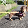 甘えん坊なカニンヘンダックス　ねおんちゃん サムネイル3