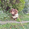 甘えん坊なカニンヘンダックス　ねおんちゃん サムネイル5