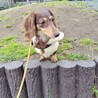 甘えん坊なカニンヘンダックス　ねおんちゃん サムネイル6