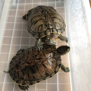 ミドリガメ2匹の里親様を募集中です