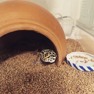 【募集一時停止】レオパ1歳 男の子