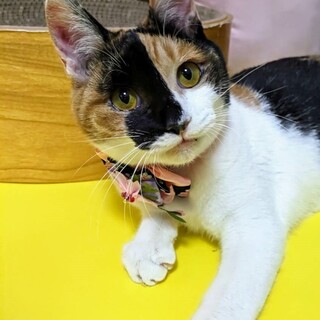 【3/31東銀座】ミケ美ちゃん★8ヵ月♪