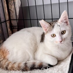 名古屋市/南生涯学習センターで譲渡会