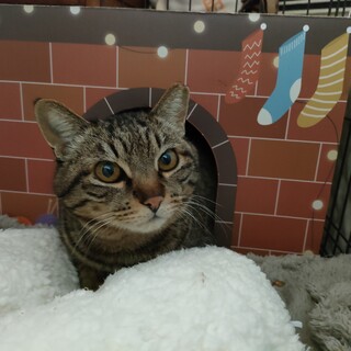 膝抱っこ大好きな甘えん坊の男の子♪あずきくん