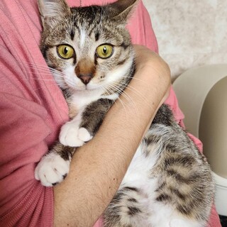 白ソックスはいた甘えん坊　カイくん