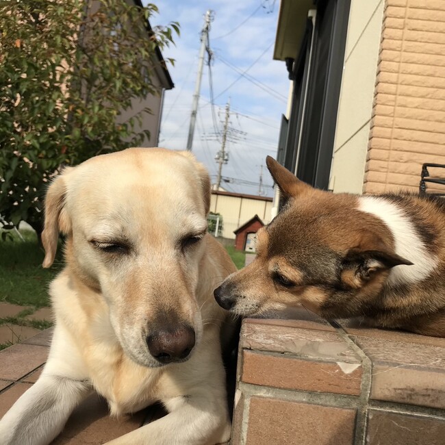 ふじしののカバー写真