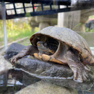 ミシシッピニオイガメの新しい家族を探しています