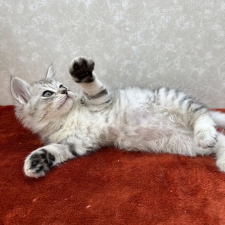 サバトラ3兄弟初参加‼️パーフェクトキャット❤白龍