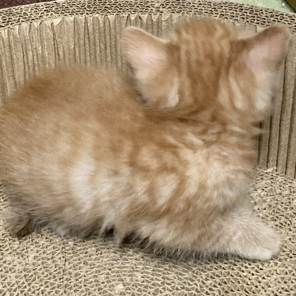 茶トラのカバー写真