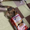 抹茶スコーン