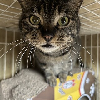 おとなしい　ミウちゃん