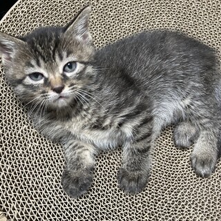 24/02/23 生まれ  黒トラ？黒サバ？の子猫