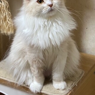 穏やかで癒し系の女子です。