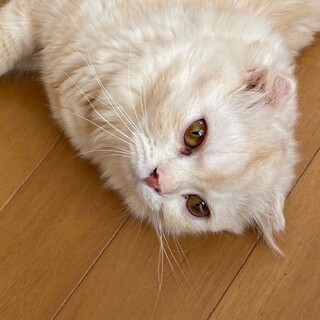 穏やかで癒し系の女子です。