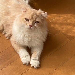 穏やかでマイペースな子です。