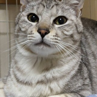 トライアル決定ハンサム　サバトラ　ひじきくん！