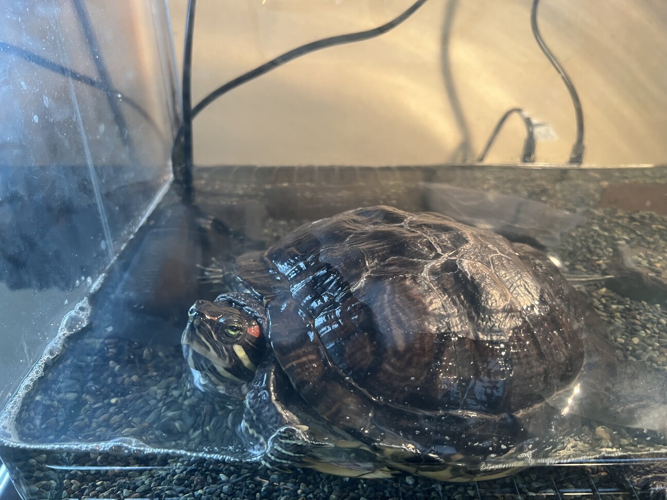 ミドリガメ！飼育セットも」北海道 - 爬虫類・他の里親募集