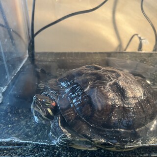 ミドリガメ！飼育セットも全てあります