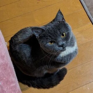 可愛い☆コニーちゃん