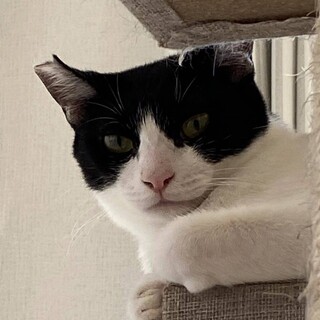 ビビリでシャーが好きな、はま寿司ちゃん