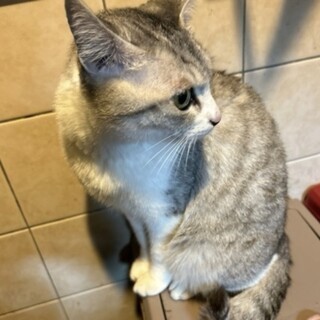 甘えたなスタップちゃん