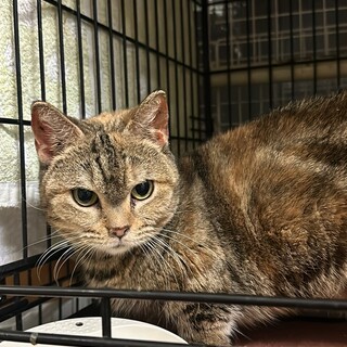 能登半島地震で被災したパンジーちゃん