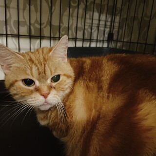 能登半島地震で被災したモクレンちゃん♀