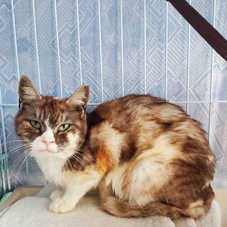 べたなれ♪　みんとちゃん