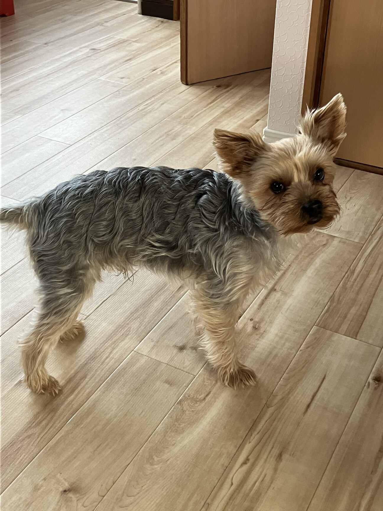 男の子3歳 ヨークシャーテリア」高知県 - 犬の里親募集(486005