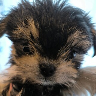 2ヶ月　MIX 訳アリ