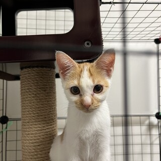 元気な保護猫、里親募集