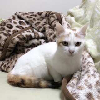 大人しく懐っこいけどちょっとビビり❤︎チーズちゃん