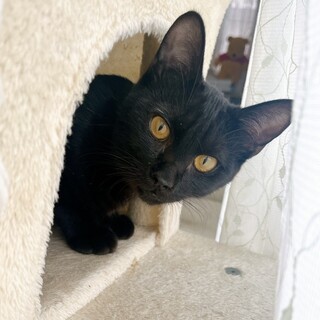 ボブテイルが可愛い黒猫くん★チェダーくん