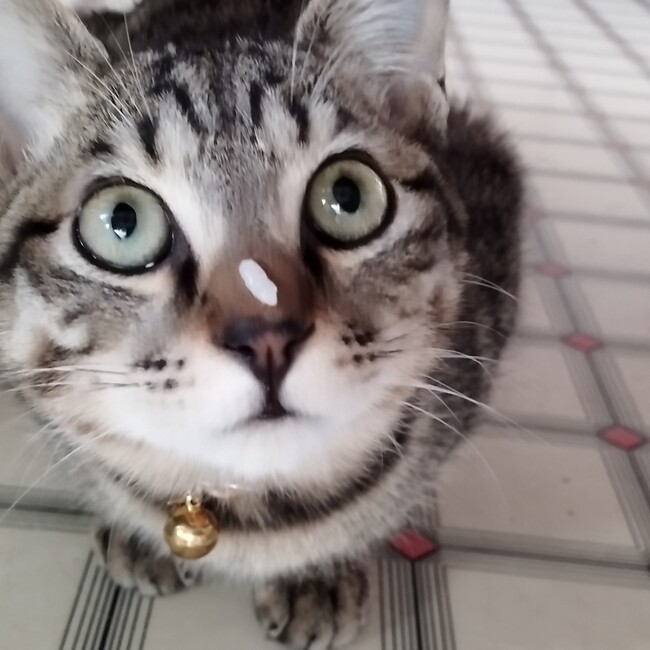 シエル坊のカバー写真