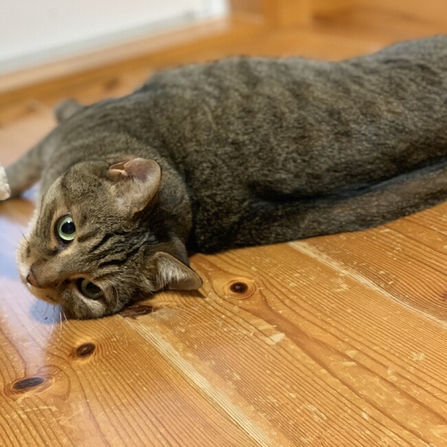 mmns6のカバー写真