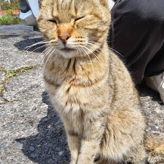 緊急！元飼い猫　一月後には保健所に持ち込まれる予定