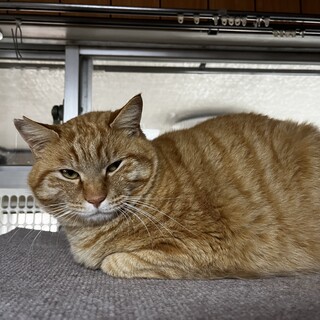 人が大好き♡レオくん♡（横浜市限定募集です）