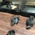 チンチラ7匹　モルモット1匹の里親募集です。