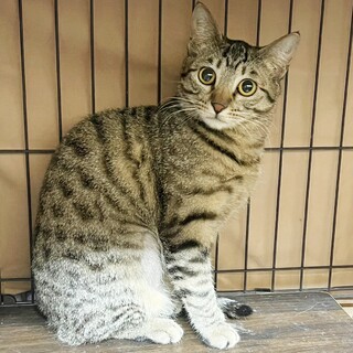 大人しめなマイペース キジトラの キーちゃん