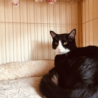 親子で保護した白黒ハチワレ(だいちゃん)