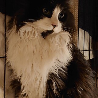 餌やりさんからSOS！黒白ハチワレ長毛