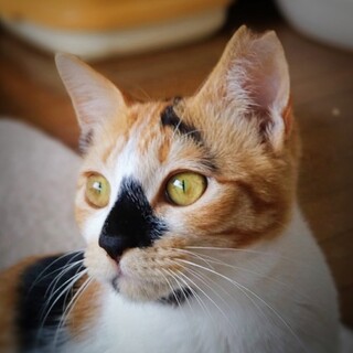 かまってちゃんなナデナデ大好き三毛猫 おかかちゃん