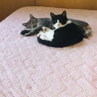 親子で保護したサバトラの女の子