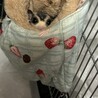 フクロモモンガ 男の子 里親様募集中です。 サムネイル2