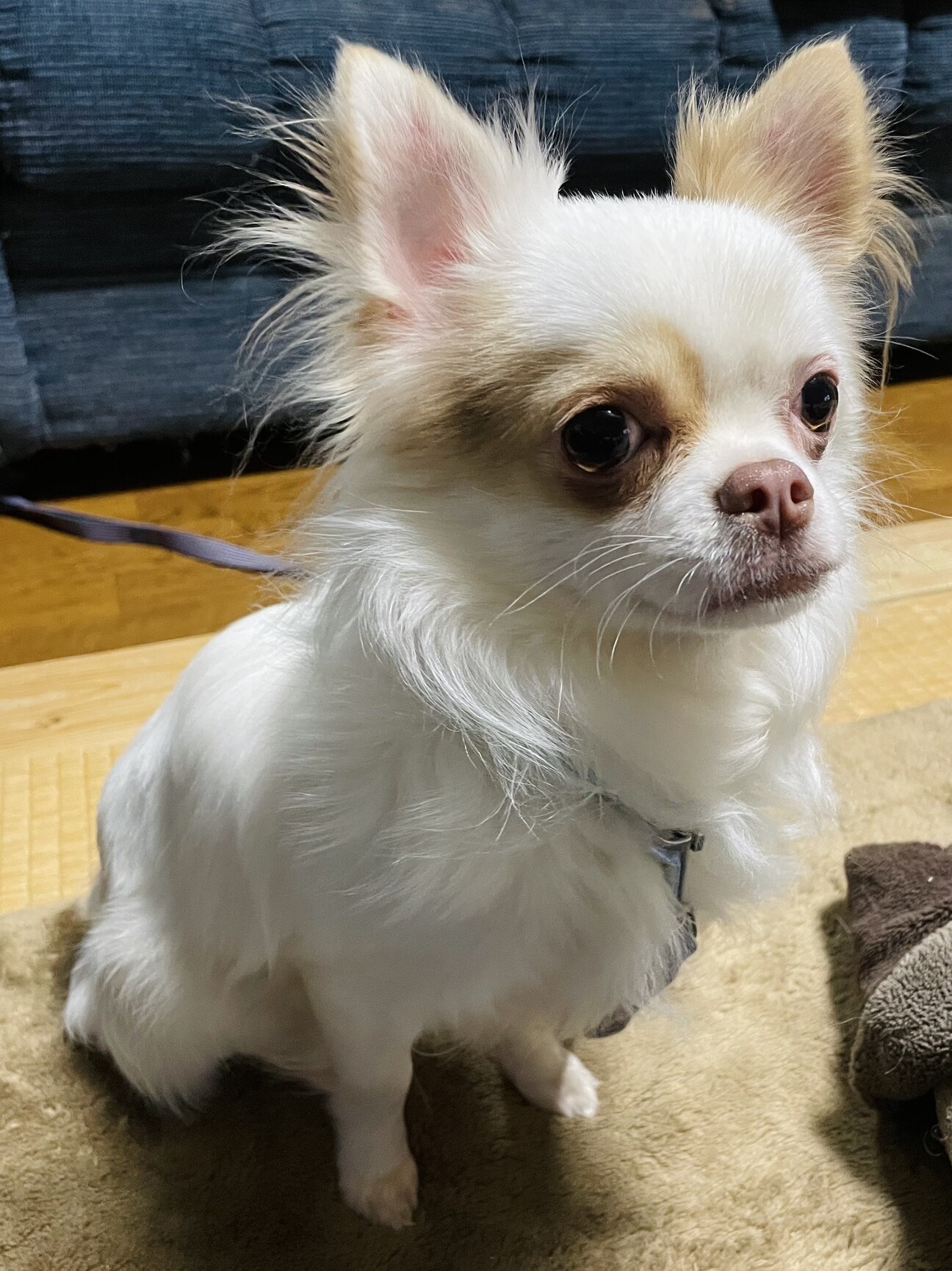 チワワ1 チワワ 1歳4ヶ月」長野県 - 犬の里親募集(486051) 1枚目の画像