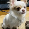 チワワ　１歳4ヶ月